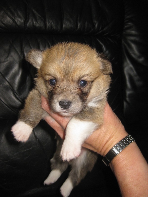Puppies
